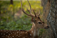 deer in the forest