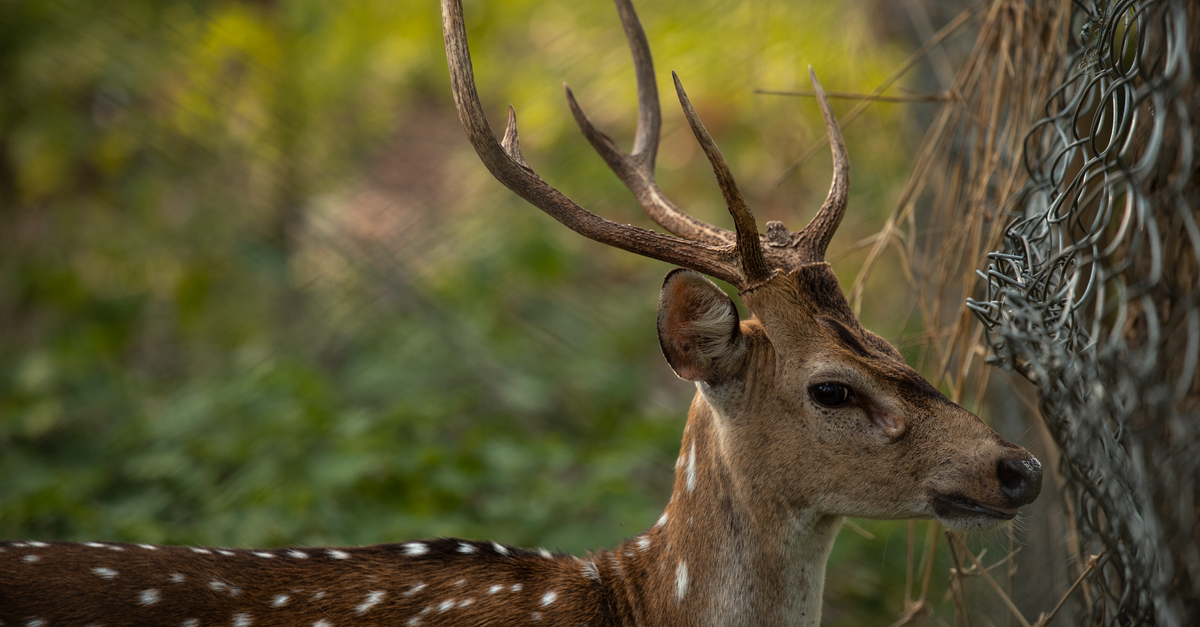 Deer in the Forest · Free Stock Photo