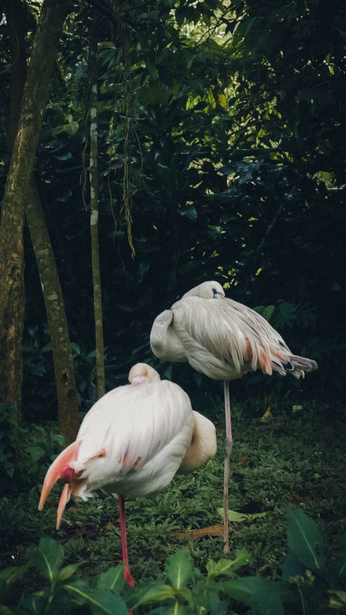 Free Two flamingos resting gracefully in a lush Indonesian forest setting. Stock Photo