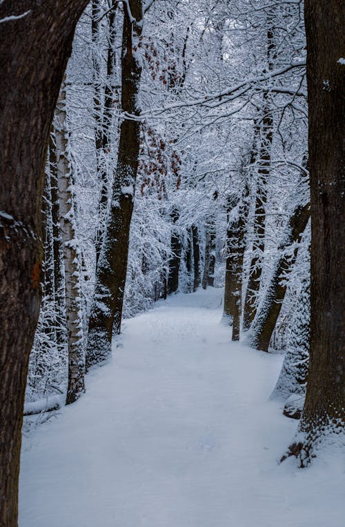 Snow Covered Field and Trees