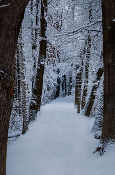 Peaceful snowy path through a winter forest in Lübbenau, Germany, offering a tranquil nature scene.