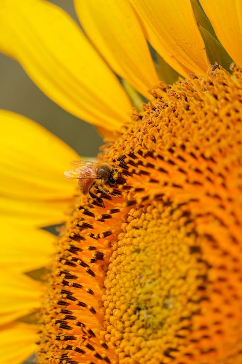 Honeybee Perched on Yellow Sunflower in Close Up Photography