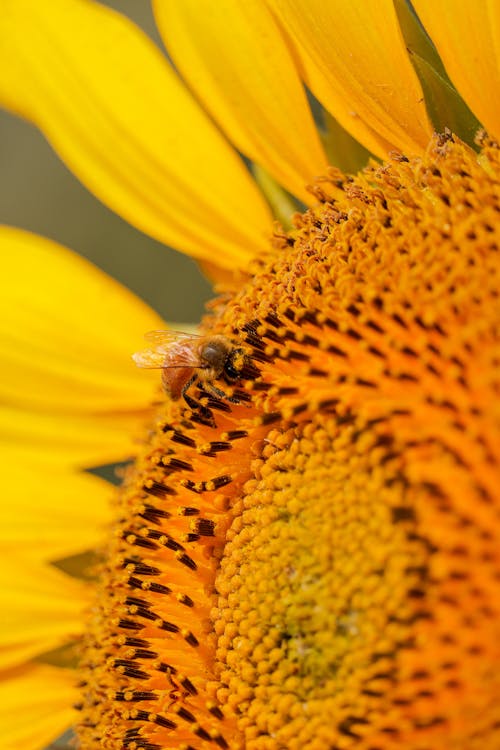 Fotobanka s bezplatnými fotkami na tému hmyz, opelenie, opeľovače