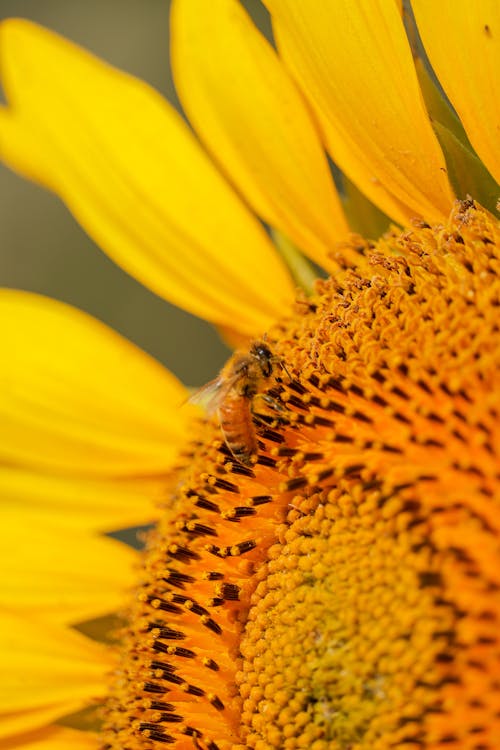 Honeybee Perched on Yellow Sunflower in Close Up Photography