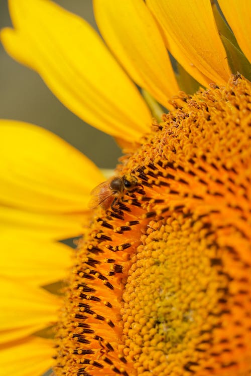 Honeybee Perched on Yellow Sunflower in Close Up Photography