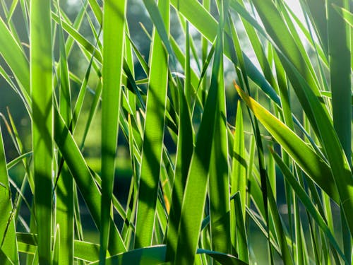 Бесплатное стоковое фото с былинка, зеленая трава, крупный план