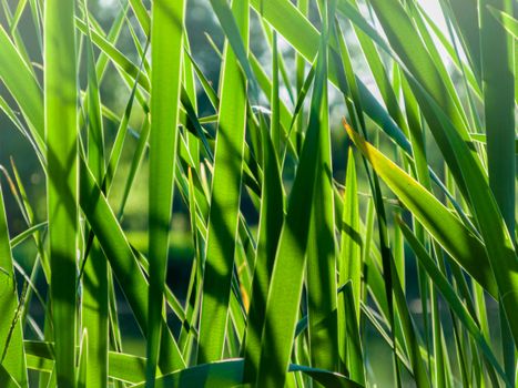 Close-up of bright green grass blades illuminated by natural sunlight, creating a serene natural background.