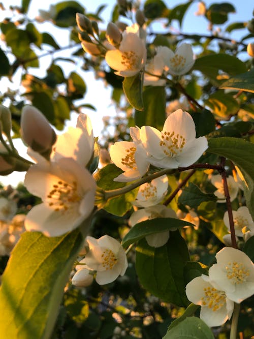 Imagine de stoc gratuită din apus, flori albe, flori frumoase