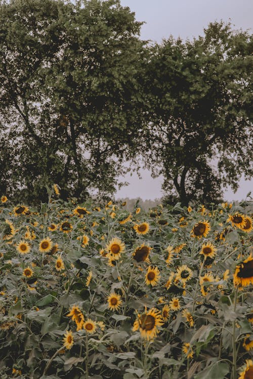 Imagine de stoc gratuită din câmp, copaci verzi, floarea-soarelui