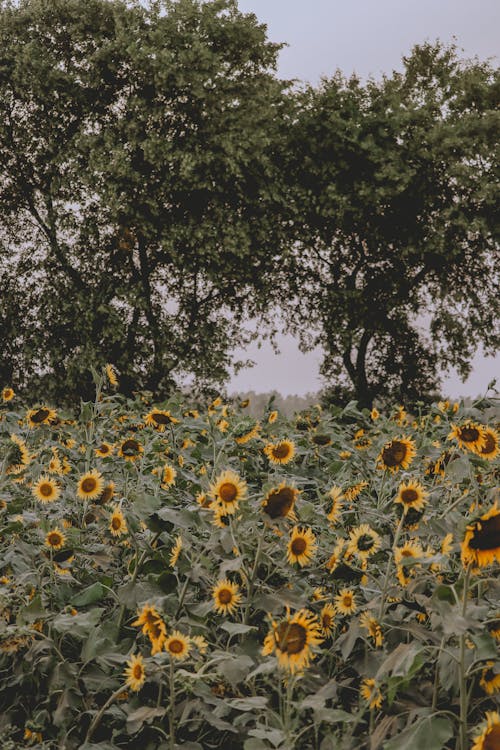 Kostenloses Stock Foto zu feld, gelbe blumen, grüne bäume