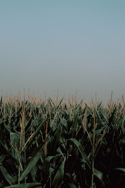 Corn Agriculture Field