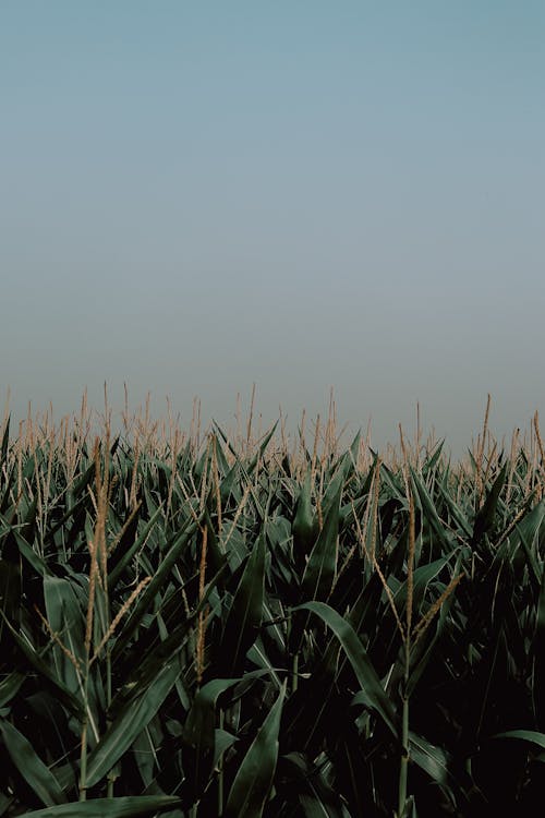 Gratis stockfoto met fabriek, groei, landbouw