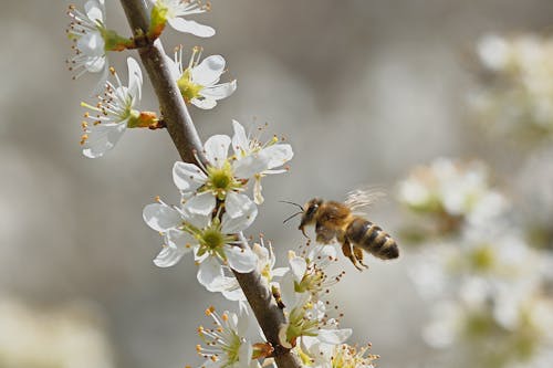 Darmowe zdjęcie z galerii z kwiaty, owad, pszczoła