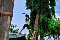 Man on a ladder trimming a tree in a tropical village, showcasing everyday life and environment.
