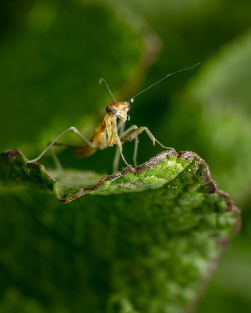 Základová fotografie zdarma na téma anténa, caelifera, hmyz