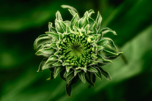 Foto profissional grátis de aumento, botânico, botão de flor