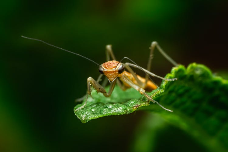 Close Up Of Mantis Insect On Leaf