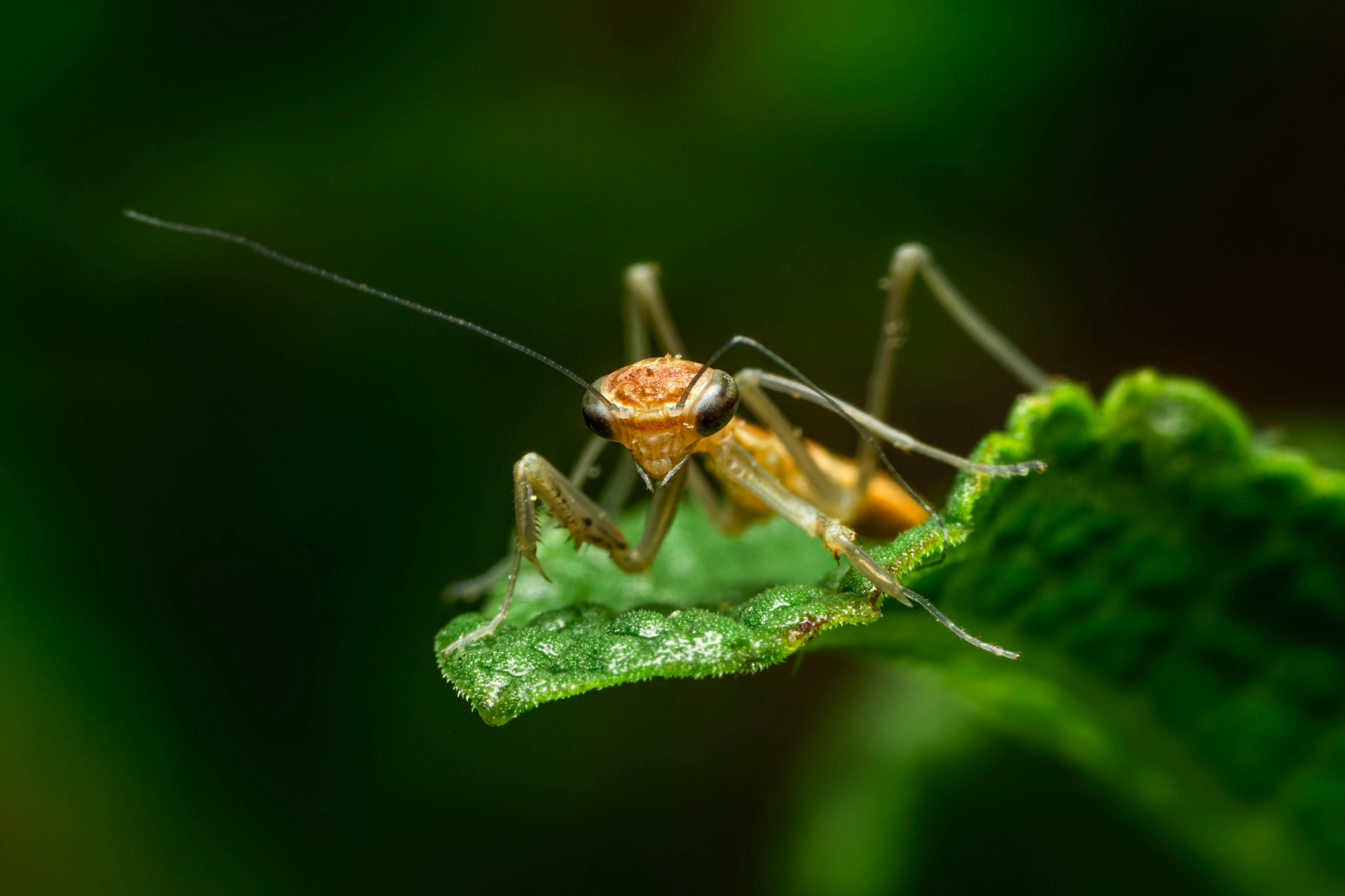 67 Beauty Eye Spot Mantis Royalty-Free Images, Stock Photos