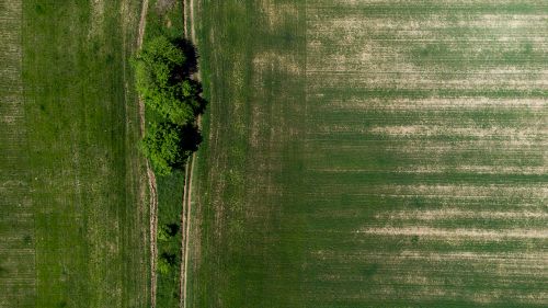 Free An overhead drone view of lush green agricultural fields in Poland with visible paths and trees. Stock Photo