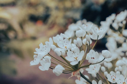 White Flowers in Bloom