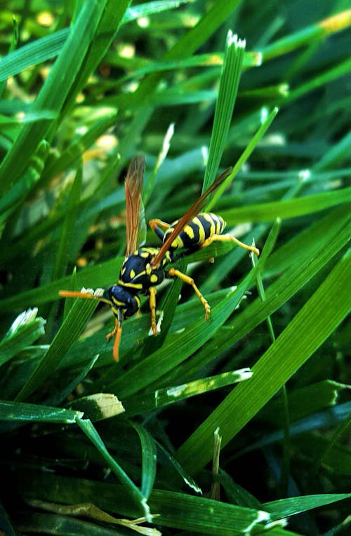 Foto d'estoc gratuïta de fotografia de natura