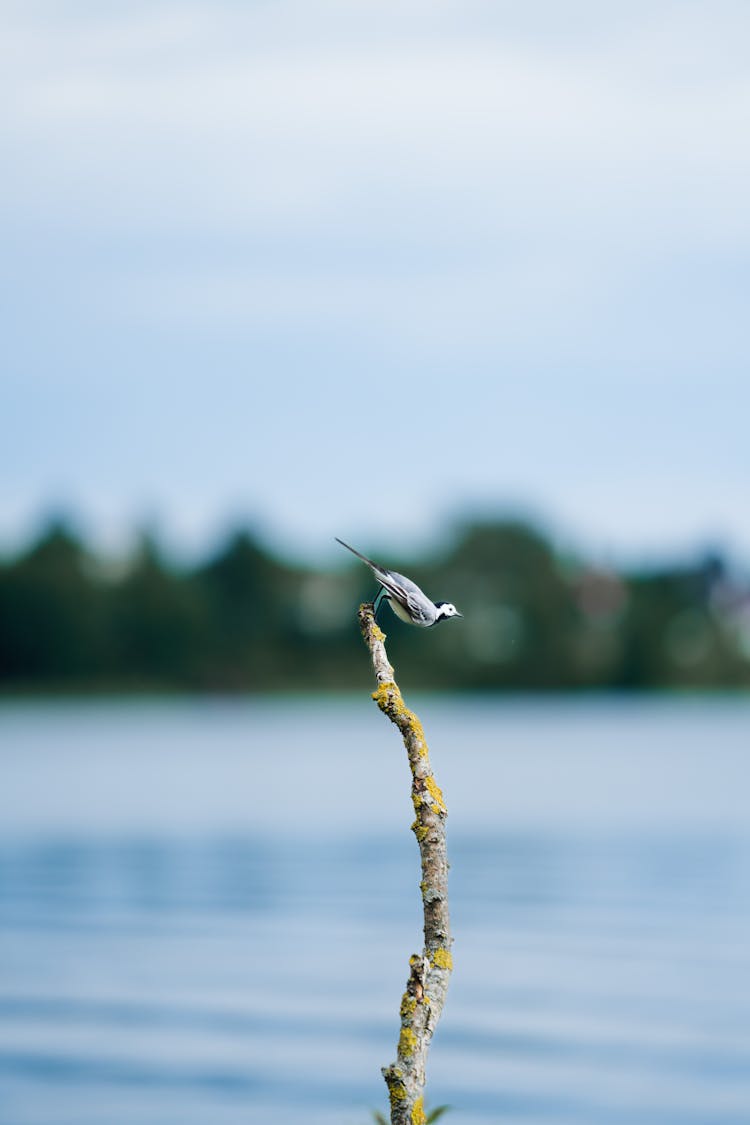 Little Bird Sitting On The Top Of A Stick