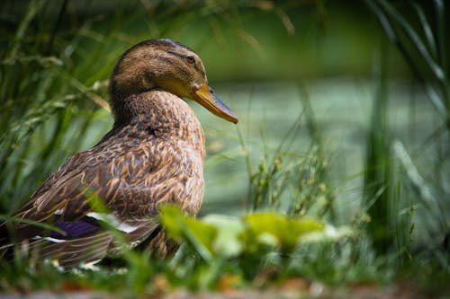 Brown Duck in Close Up Shot