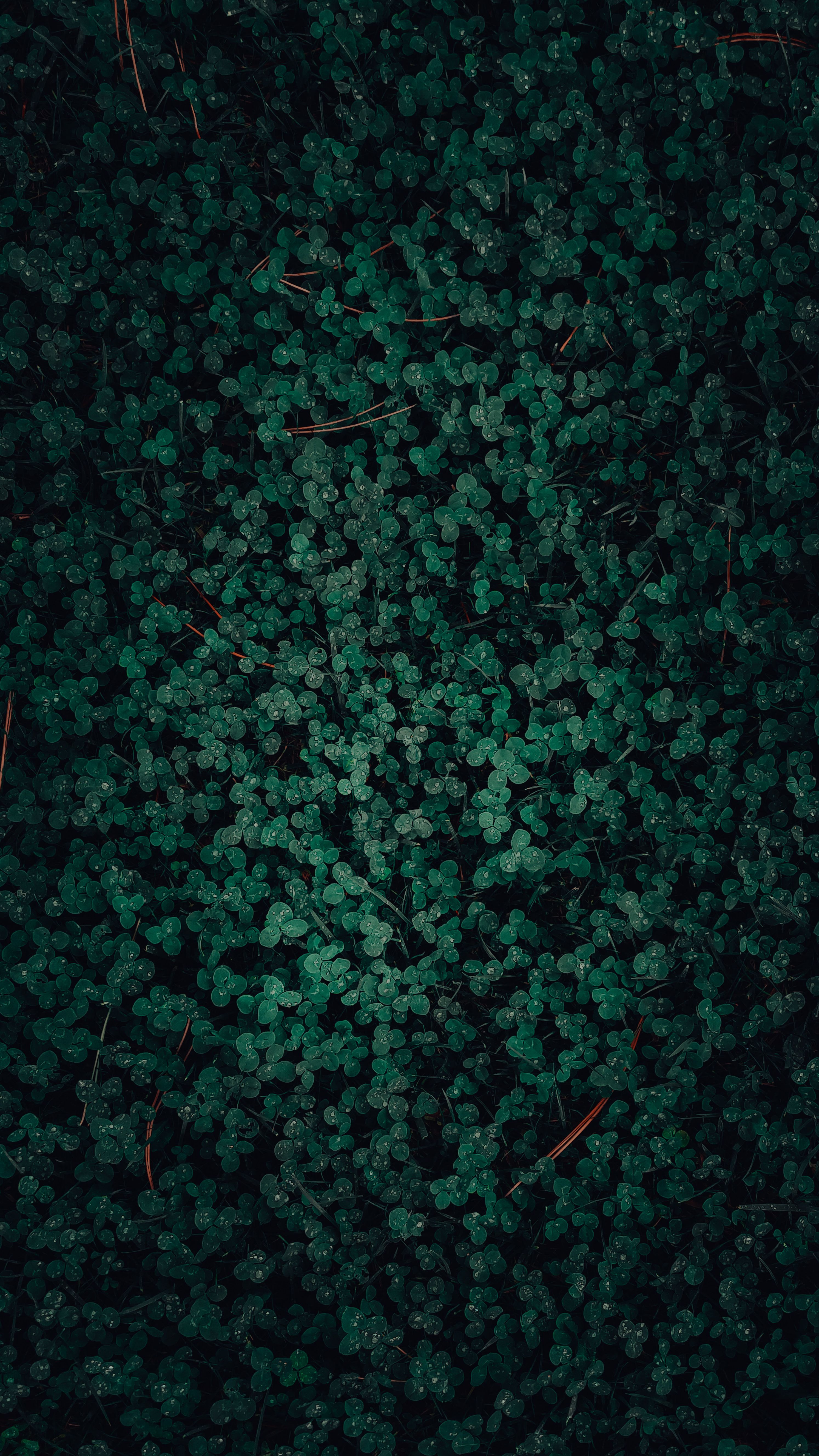 A detailed view of a lush green clover field, showcasing vibrant leaf textures and depth.