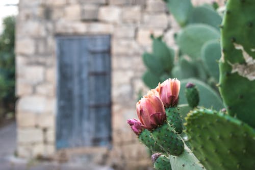Cactus Flowers in Close Up Shot