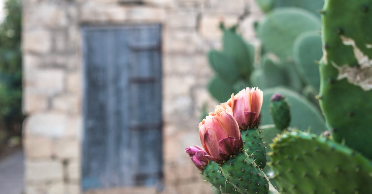 How to propagate barrel cactus pups