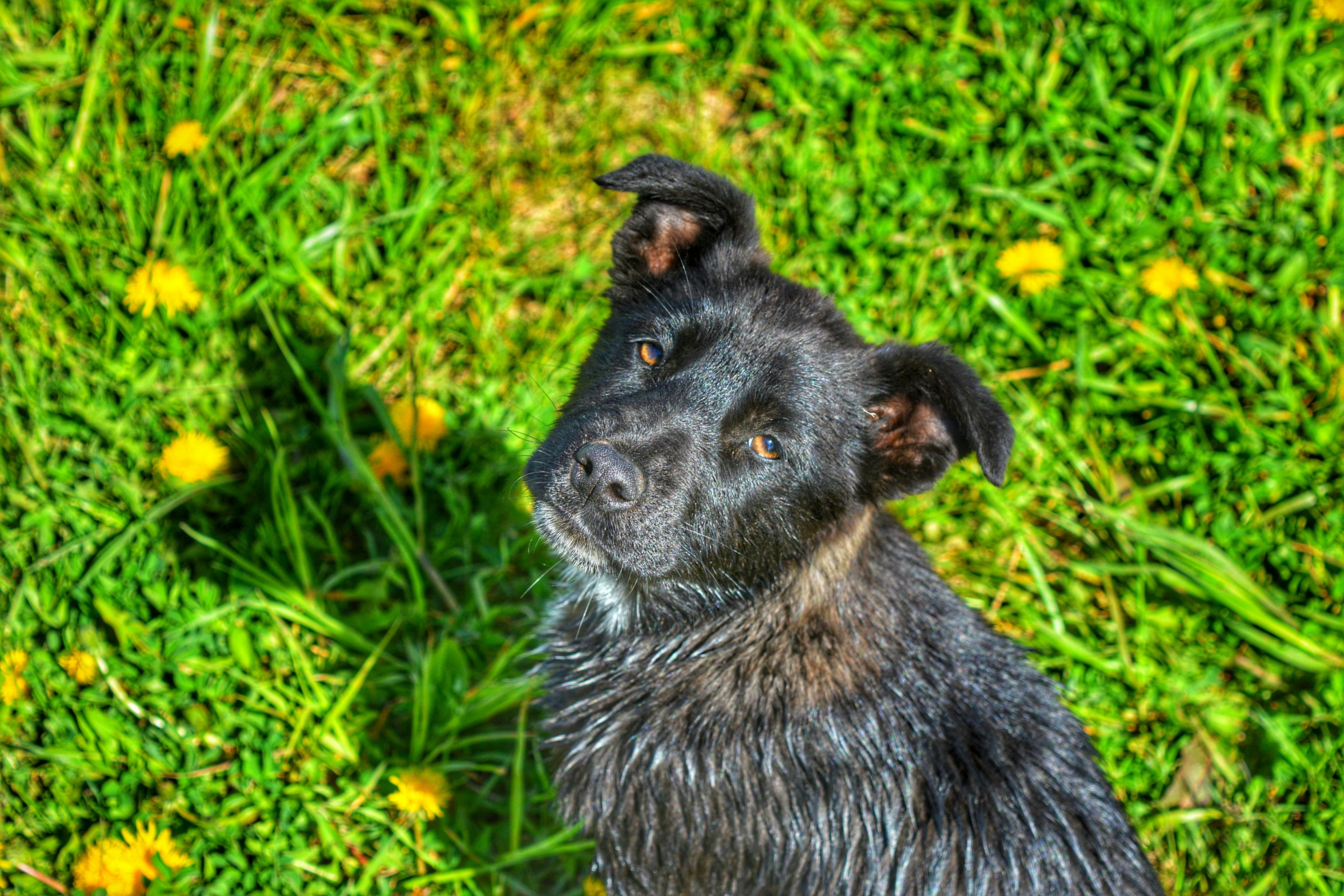 Pet safety this spring: tips and tricks with the ARL — Photo by Наталья Светлова on Pexels
