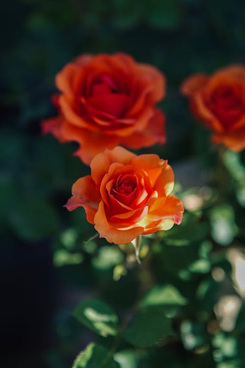 Imagine de stoc gratuită din buchet de trandafiri, creștere, delicat