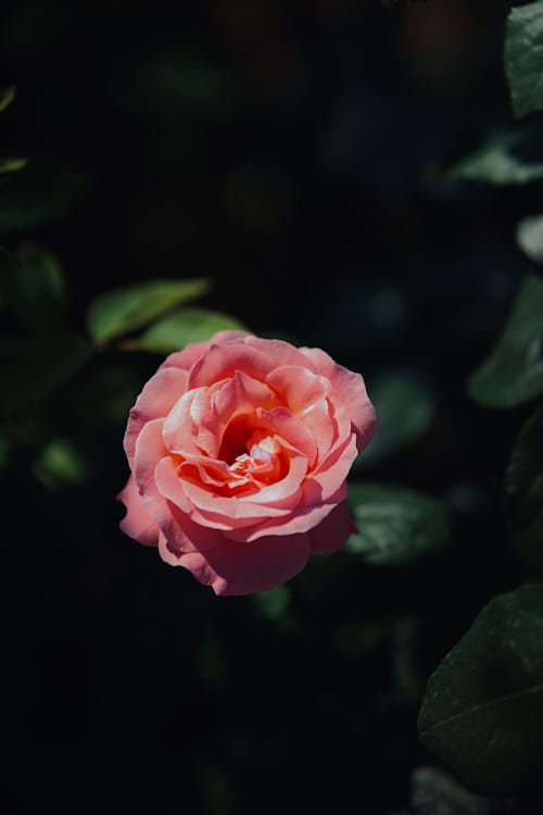 Fotobanka s bezplatnými fotkami na tému kvetinová fotografia, ružová ruža, ružový kvet