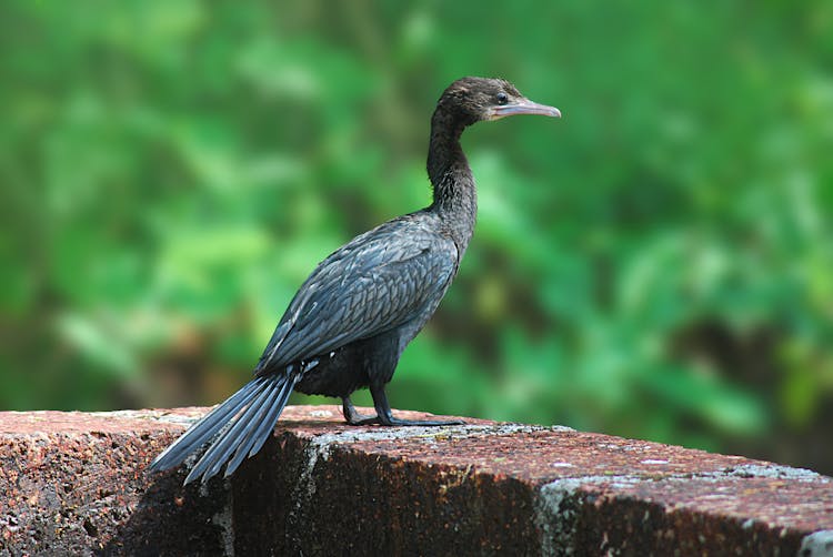 Photograph Of An Indian Cormorant