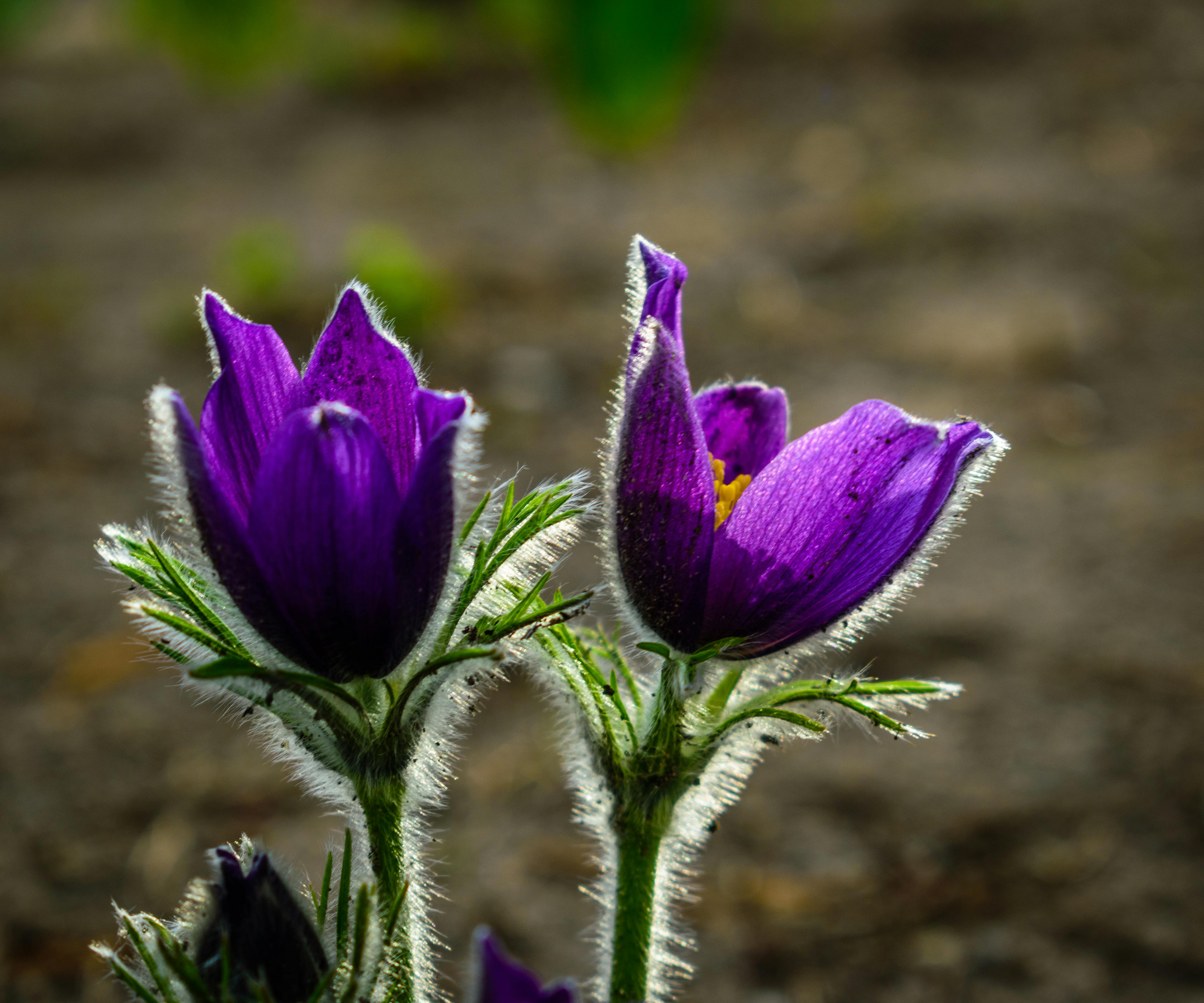 Free stock photo of beautiful flowers, field, flower