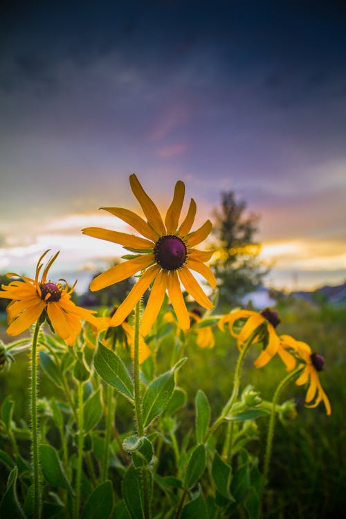 Yellow Daisy Flowers in Bloom