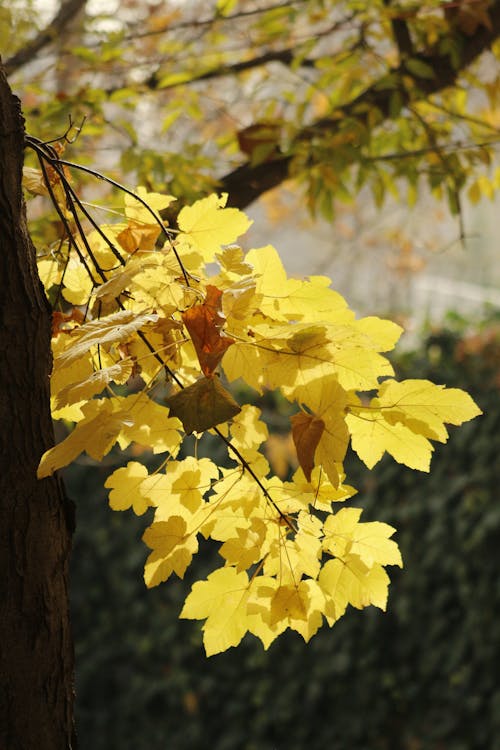 Yellow Leaves of a Tree