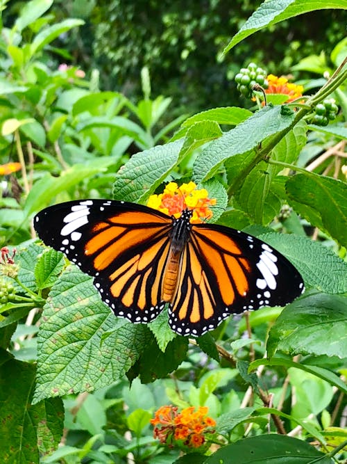 Free stock photo of butterflies, butterfly, butterfly insect