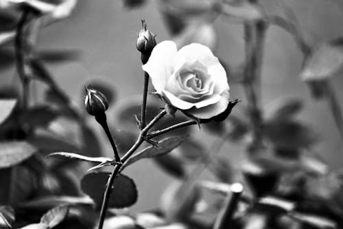 A Grayscale Photo of a Rose in Full Bloom