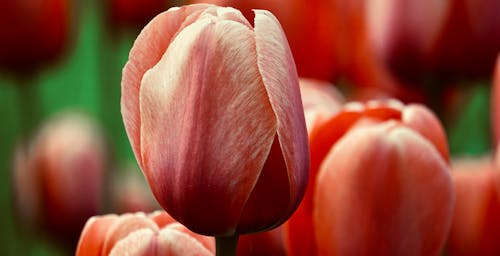 A Close-up Shot of a Tulip Flower in Full Bloom