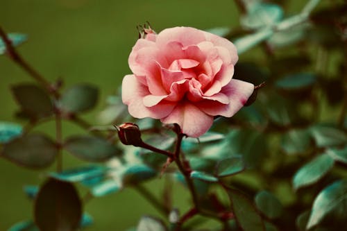 A Pink Rose in Full Bloom