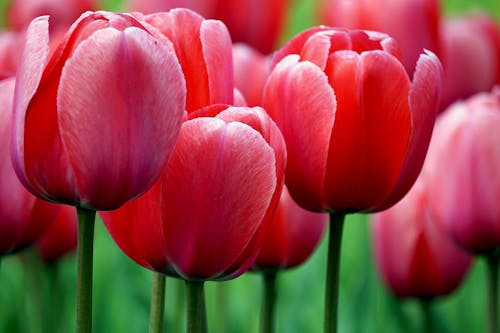 Pink Tulips in Bloom