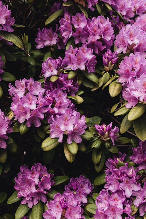 คลังภาพถ่ายฟรี ของ การถ่ายภาพดอกไม้, กำลังบาน, ดอกไม้สีชมพู