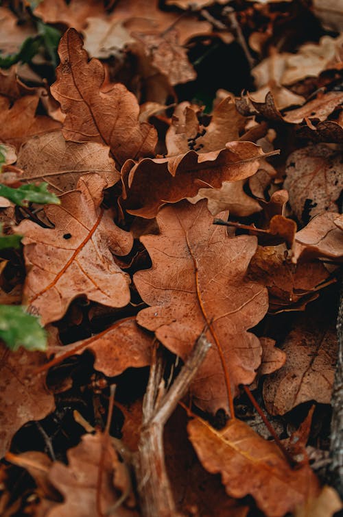 A Brown Dried Leaves on the Ground