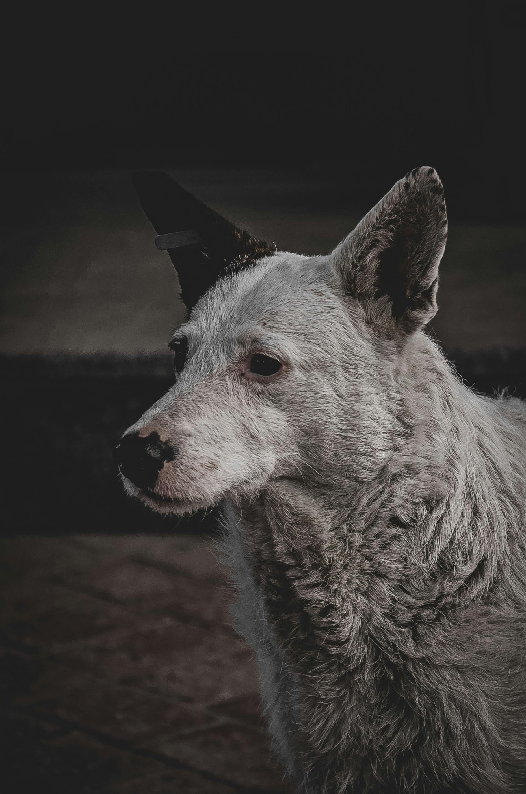 black and white australian cattle dog