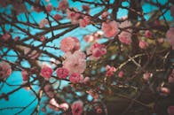 Pink Plum Blossom Flowers in Bloom