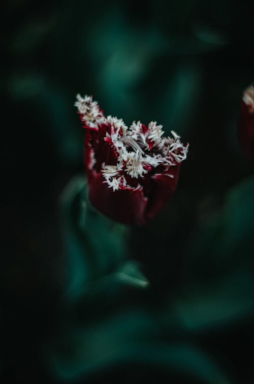 Red and White Flowers in Tilt Shift Lens