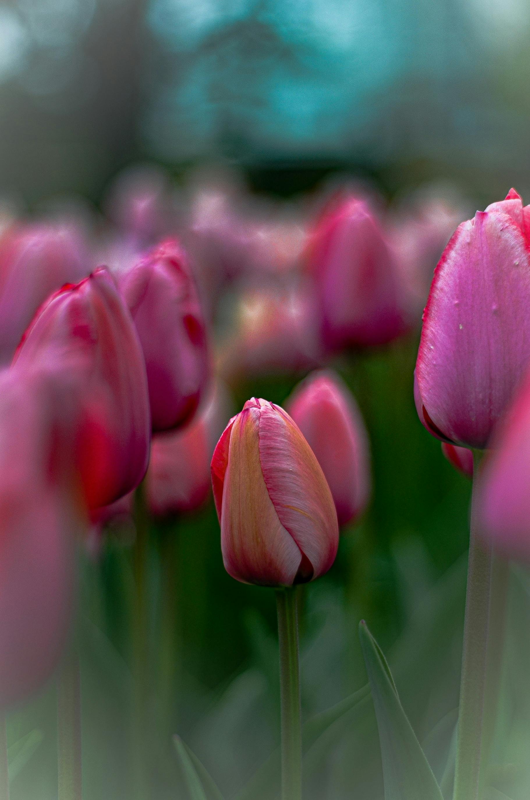 A Pink Tulips in Full Bloom