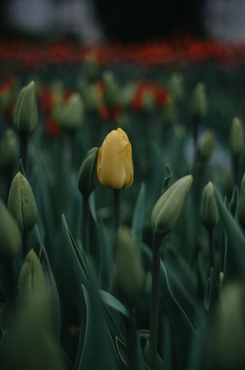 Free A Yellow Tulip with Green Leaves Stock Photo
