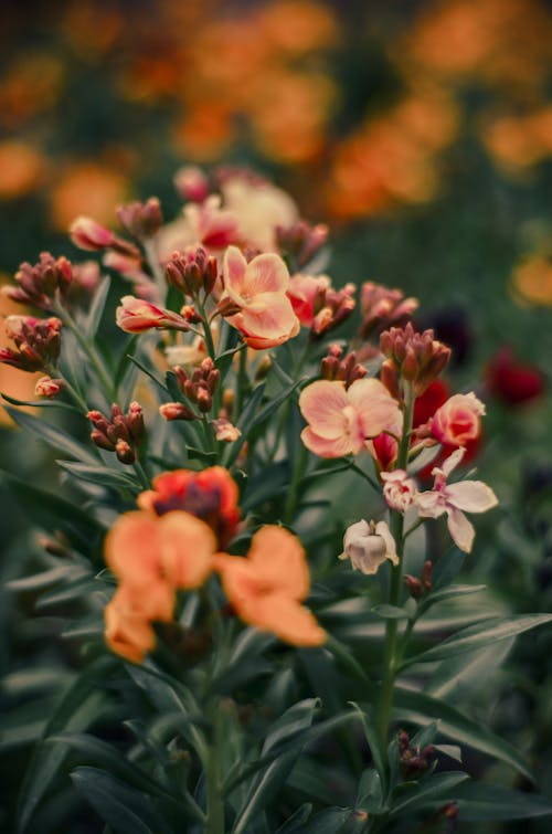 Pink and Yellow Flowers in Tilt Shift Lens